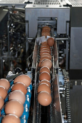 Eggs placed on the transmission line