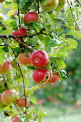 Apples on tree.