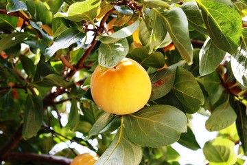 Persimmons on tree in autumn, Italy 