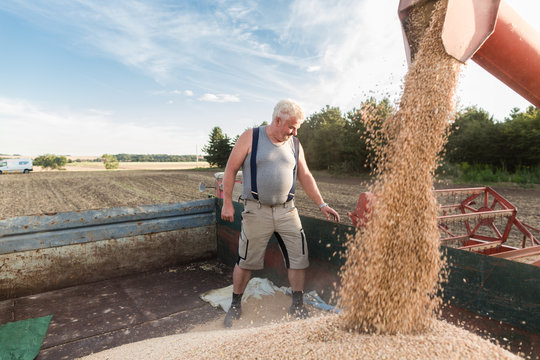 Senior farmer checking quality of harvested wheat on top of combine trailer