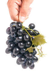 bunch of blue grapes in a hand isolated on white background