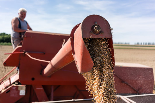 Farmer checking combine harvester and auger spitting grain into trailer