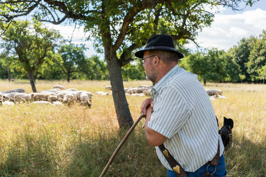 Shepherd leaning on his stick, his herd of sheep standing in the grass