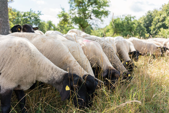 Flock of sheep standing on a meadow in summer