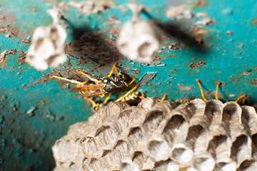 Wasps and honeycomb