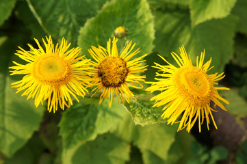 Yellow elecampane flowers with foliage