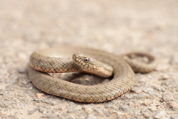 Snake in a posture
