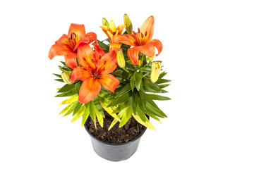  Bright Orange Asian Lily Plant on White Background