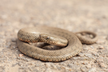 Snake in a posture