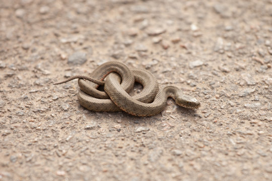 Snake in a posture