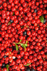 Many cowberry background
