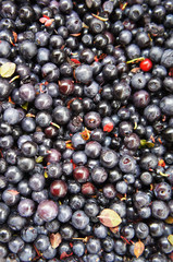 Many raw blue blueberry berries 