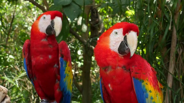 Two Scarlet Macaw Parrots