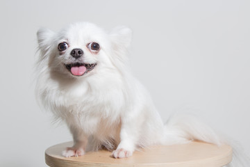 Chihuahua portrait , dog