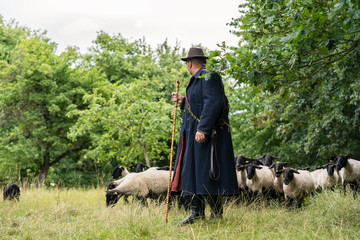 Shepherd leading his flock of sheep to another meadow