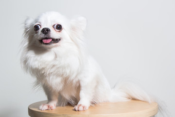 Chihuahua portrait , dog
