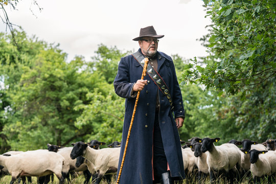 Shepherd leading his flock of sheep to another meadow