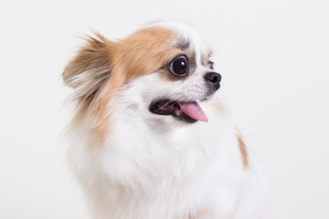 Chihuahua portrait , dog