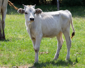 cute hungarian grey cattle calf