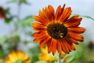 Orange sunflower