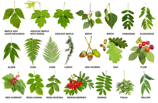 collection of natural fresh twigs with leaves