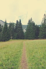 Idyllic landscape in the mountains with hiking path; green fields and pines; nature. Image filtered in faded, nostalgic, retro, Instagram style. Durmitor mountain, Montenegro. - 120616888