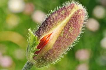 Poppy bud just starting to bloom