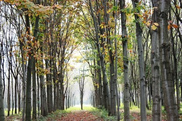 Autumn landscape in nature reserve fondo toce, Piedmont Italy