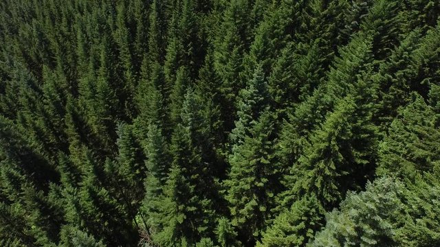 Aerial shot of forest, Oregon