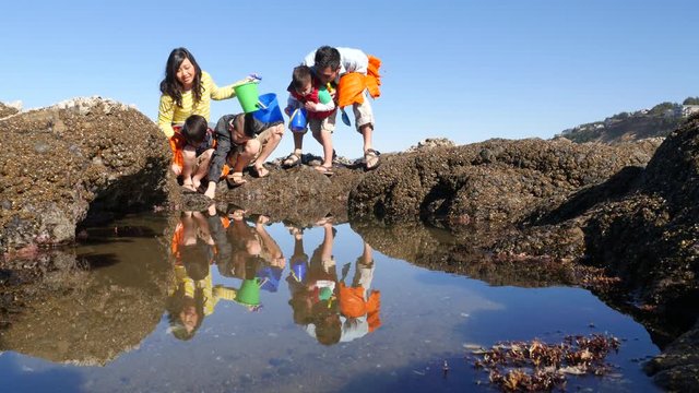Family at beach looking at tidepool