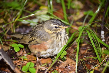 лесная птаха,