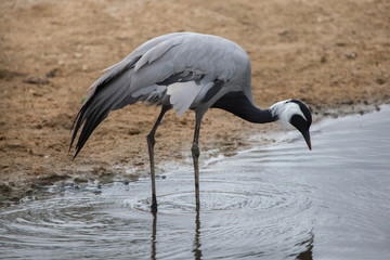 Demoiselle crane (Anthropoides virgo).