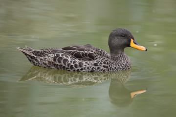 Fototapeta premium Yellow-billed duck (Anas undulata).