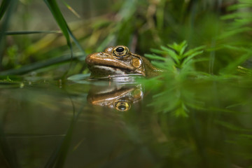 Marsh frog (Pelophylax ridibundus).