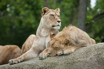 Lioness and juvenile male lion (Panthera leo).