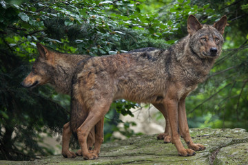 Iberian wolf (Canis lupus signatus).