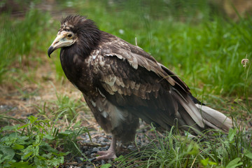 Egyptian vulture (Neophron percnopterus).