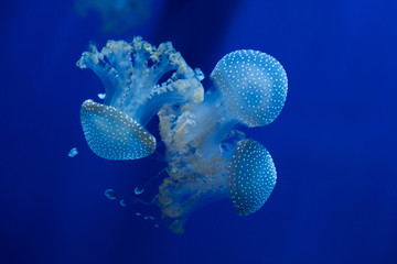 White-spotted jellyfish (Phyllorhiza punctata).