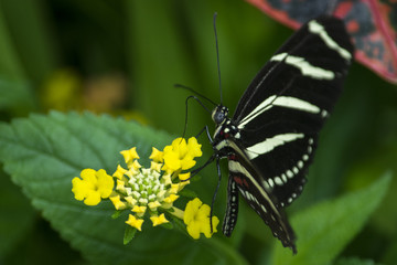 Butterfly 2015-5 / Black and white butterfly on yellow flower.