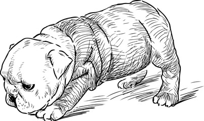 sketch of a puppy of an english bulldog   
