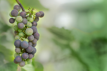 Bunch of ripening grapes