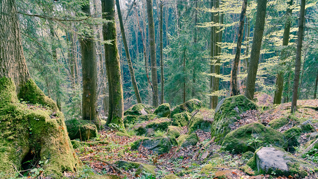 Fototapeta Forest with rocks covered with moss