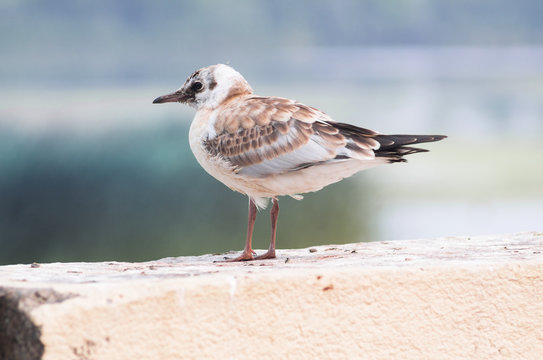 A beautiful light brown juvenile gull is sitting on a fence.