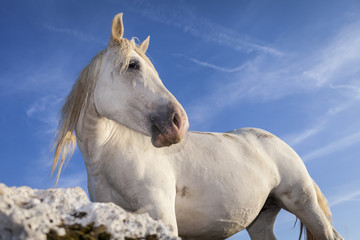 Obraz na płótnie Canvas Funny white horse close up portrait. Blue sky background