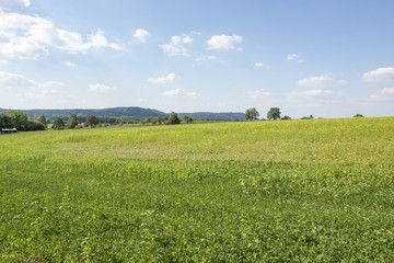 sunny rural landscape