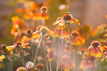 Lots of beautiful echinacea flowers in the garden on the sunset. Toned image.