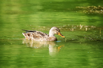 Close-up of a Wild Duck Bird, Mallard Duck (Anas platyrhynchos)