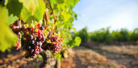 Grappe de raisin dans les vignes