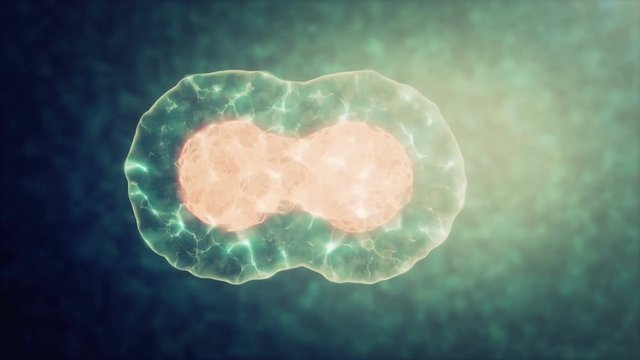Two cells divide by osmosis, in the background other cells.
digital illustration of cell division, reproduction