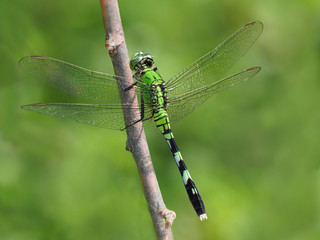 Eastern Pondhawk Dragon Fly